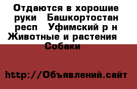 Отдаются в хорошие руки - Башкортостан респ., Уфимский р-н Животные и растения » Собаки   